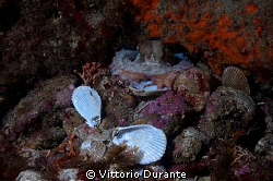 An octopus and the remains of his lunch by Vittorio Durante 